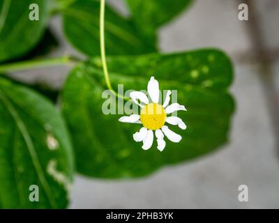 Kamille, Kamille, weiße Blume mit gelbem Herzen Stockfoto