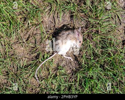 Holzmaus, Apodemus sylvaticus, liegt tot auf Gras, Niederlande Stockfoto