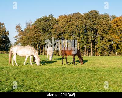 Im Herbst weiden Pferde auf der Wiese in der Nähe der Stadt Ootmarsum, Overijssel, Niederlande Stockfoto