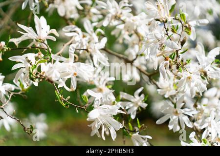 Magnolia stellata, manchmal auch als Sternmagnolie bezeichnet, ist ein langsam wachsender Strauß oder kleiner Baum, der in Japan heimisch ist. Er ist groß, weiß oder rosa Stockfoto