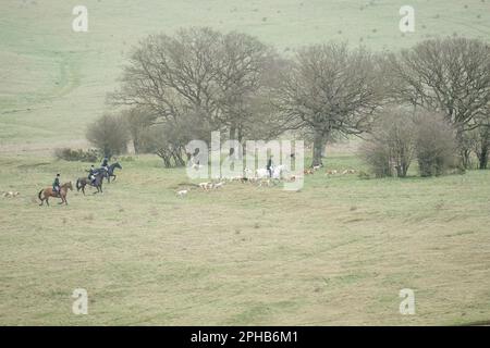 Reiter mit einem Rudel Fuchshunde begeben sich auf die Jagd nach einem Fuchs (Vulpes vulpes) in der Winterlandschaft Stockfoto