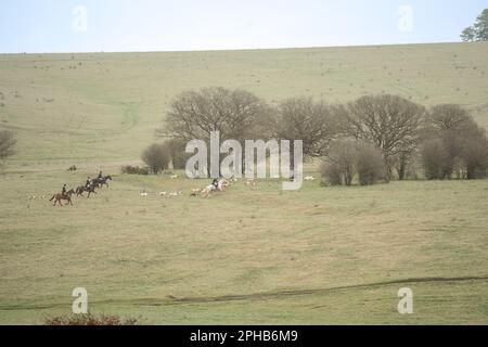 Reiter mit einem Rudel Fuchshunde begeben sich auf die Jagd nach einem Fuchs (Vulpes vulpes) in der Winterlandschaft Stockfoto