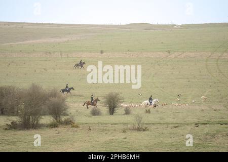 Reiter mit einem Rudel Fuchshunde begeben sich auf die Jagd nach einem Fuchs (Vulpes vulpes) in der Winterlandschaft Stockfoto