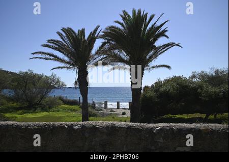 Malerische Landschaft mit Palmen an der Küste von Sounion in Attika, Griechenland. Stockfoto