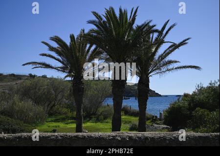 Malerische Landschaft mit Palmen an der Küste von Sounion in Attika, Griechenland. Stockfoto