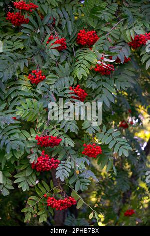 Rowan-Zweige mit Ansammlungen roter reifer Beeren auf grünem Laub. Stockfoto