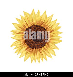 Fröhliche goldene Sonnenblumen-Vektordarstellung. Botanisch realistische handgezeichnete gelbe Blume mit braunen Samen. Isoliert auf weiß Stock Vektor