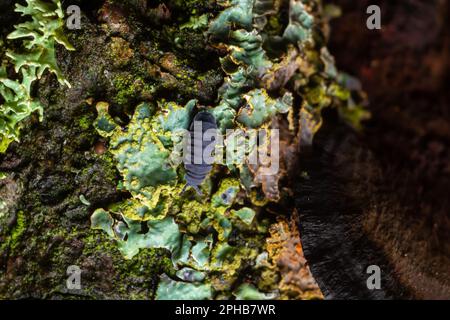 Holzflöte, Porcellio-Schaber, auf einem Zweig mit Flechten, dunkler Hintergrund mit Platz für Text. Stockfoto