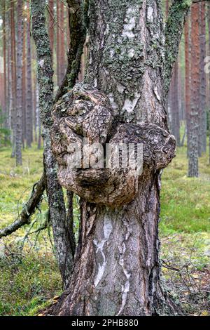 Ein großer Sumpf auf einer Birke im Wald. Stockfoto