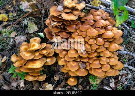 Ein Haufen Honigpilze, die auf einem Baumstumpf im Wald wachsen. Stockfoto