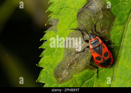 Natürliche Nahaufnahme des roten Feuerwehres, Pyrrhocoris apterus, der auf einem Blatt im Garten sitzt. Stockfoto