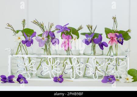 Süße violette Blumen in Glasflaschen als Frühlingsblumen-Dekoration Stockfoto
