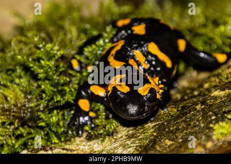 Feuern Sie Salamander auf einen Felsen und schauen Sie in die Kamera mit Fokus auf Vordergrund Stockfoto