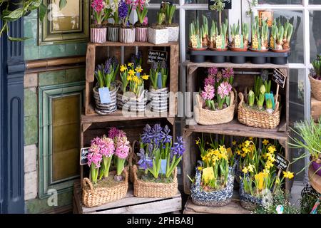 Eine Ausstellung mit Frühlingszwiebeln und Blumen vor einem Blumenladen in Bristol, Großbritannien. Die Blumen einschließlich Narzissen und Hyazinthen werden in Körben präsentiert Stockfoto