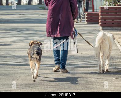 Eine unbekannte Frau führt zwei Hunde auf dem Gehweg in Bukarest aus. Stockfoto