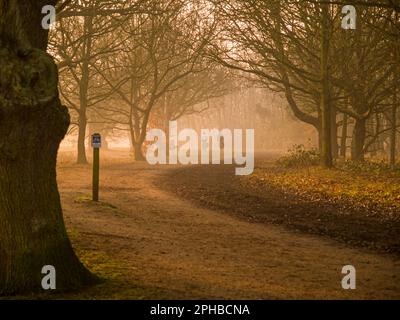 Zwei Radfahrer auf dem Radweg, die durch den frühen Morgennebel an einem Herbst-/Wintermorgen gesehen werden. Wimbledon Common, London, England Stockfoto