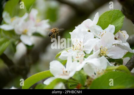 Die Arbeiterbiene fliegt zur weißen Apfelblüte Stockfoto