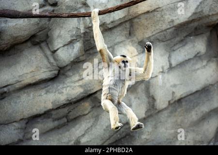 Captive Northern White-Cheeked Gibbon (Nomascus leucogenys), Denver Zoo, Denver, Colorado, USA Stockfoto