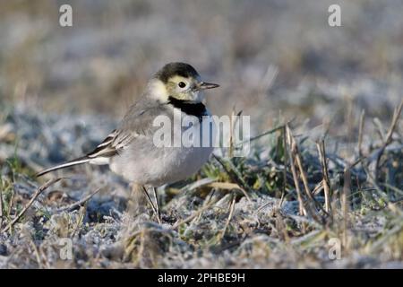 (Nicht) außergewöhnlich... Rattenschwanz ( Motacilla alba ), weiblicher junger Vogel mit gelben Markierungen im Gesicht. Stockfoto