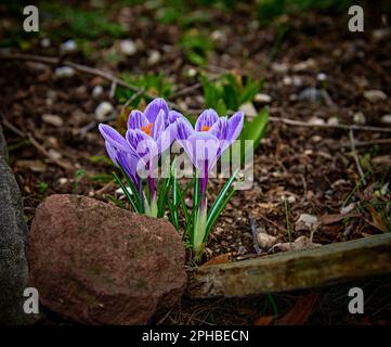 Das erste Zeichen des Frühlings, ein Strauß lila Krokus. Kommen aus den Blättern.in der Familie der Iris, werden für ihre auffälligen, einsamen Blüten kultiviert. Stockfoto