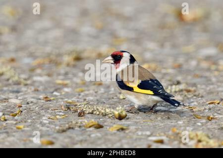 Auf der Suche nach Essen... Goldfink ( Carduelis carduelis ) ernährt sich von den Samen einer schwarzen Pappel. Stockfoto