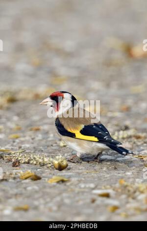 Auf der Suche nach Essen... Goldfink ( Carduelis carduelis ) ernährt sich von den Samen einer schwarzen Pappel. Stockfoto