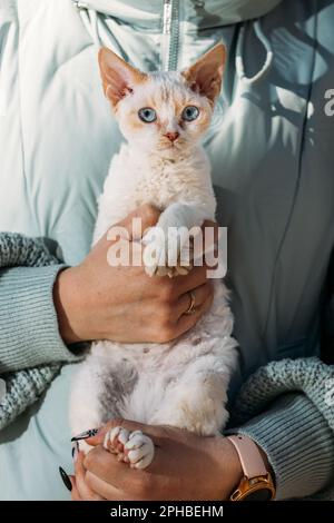 Gehorsamer Devon Rex Cat Mit Weißgrauem Pelz Auf Den Händen. Neugierig Verspielt Lustig Niedlich Unglaublich Devon Rex Cat Schauen Sie Sich Die Kamera An. Katzen Porträt. Mutig Stockfoto