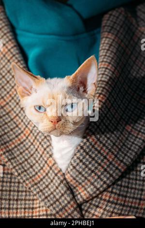 Katzen Porträt. Gehorsamer Devon Rex Cat Mit Leuchtend Weißem, Orangefarbenem Pelz, Der Aus Dem Coat Des Eigentümers Hervorblickt. Neugierig Verspielt Witzig Süß Unglaublich Devon Stockfoto