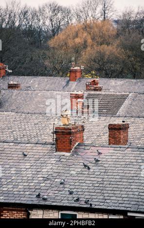 Dächer und Schornsteine von Reihenhäusern in Stretford, Manchester, England, Großbritannien Stockfoto