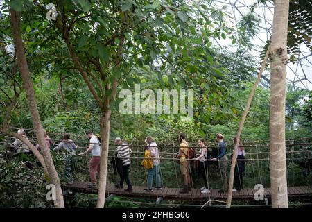 Besucher überqueren am 22. März 2023 im Eden Project in St. Austell, Cornwall, England, eine Kabelbrücke über dem Rainforest Biome. Das Rainforest Biome ist ein überdachter Regenwaldlebensraum in der Nähe von St. Austell in Cornwall. Besucher wandern durch feuchte, tropische Inseln nach Südasien und Westafrika nach Südamerika bei Temperaturen zwischen 18 und 35C Grad, umgeben von über 1.000 tropischen Pflanzen und Vegetation. Stockfoto