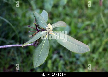 Pfingstrosen- oder Pfingstrosen-Staublütenpflanze mit einer einzelnen Blütenknospe, die sich zu einer duftenden weißen bis hellrosa Blütenschichten zu öffnen beginnt Stockfoto