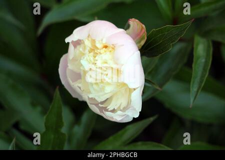 Pfingstrosen- oder Pfingstrosen-Staublütenpflanze mit einzelner, vollständig offener Blütenduft Weiß bis hellrosa Blütenschichten mit tiefer Verbindung Stockfoto