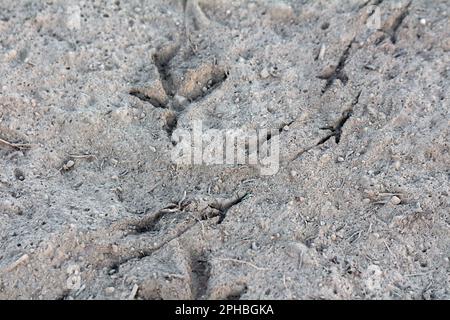 Zwei Reihen kleiner Vogelabdrücke neben einem großen Fußabdruck in trockenem Sandstrand, umgeben von kleinen Felsen und alten Zweigen an warmen, sonnigen Sommertagen Stockfoto