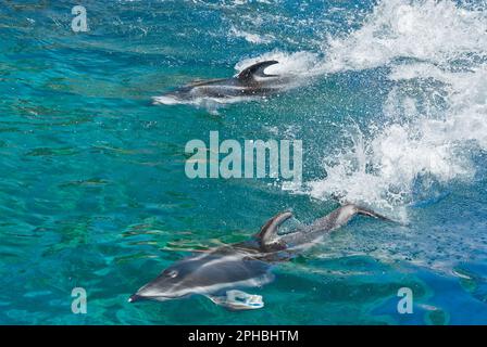 Delfinschwimmen und planschendes Wasser Stockfoto