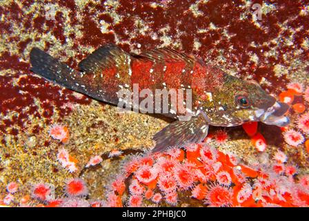 Rote Fische verstecken sich auf Koralle - Tarnung Stockfoto
