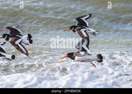 Gewöhnliche Rattenausternfischer / Eurasische Austernfischer (Haematopus ostralegus), die im Frühjahr an großen Wellen entlang der Nordseeküste vorbeifliegen Stockfoto