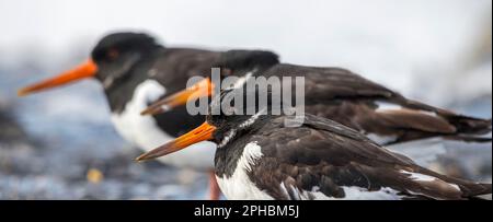 Drei gemeine Rattenausternfischer (Haematopus ostralegus) in eurasischen Austernherden, die im Frühjahr am Strand entlang der Nordseeküste ruhen Stockfoto