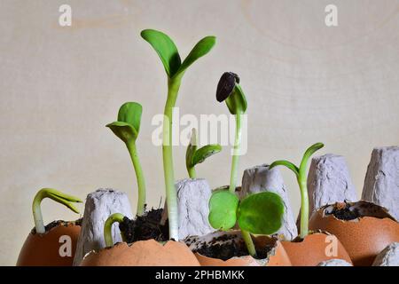Sonnenblumen-Setzlinge, die in mit Erde gefüllten Eierschalen keimen, ökologische und wirtschaftliche Gartenarbeit. Nachhaltiges Gartenkonzept. Stockfoto
