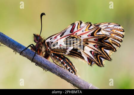 Zerynthia polyxena, der südliche Soffittenfresser auf einem Zweig Stockfoto