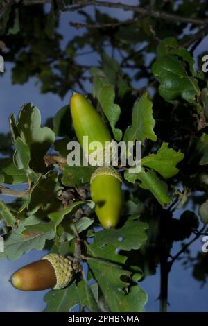 holm-Eiche, immergrüne Eiche (Quercus ilex), Eicheln auf einem Ast, Ghiande. Leccio (Quercus ilex) Stockfoto