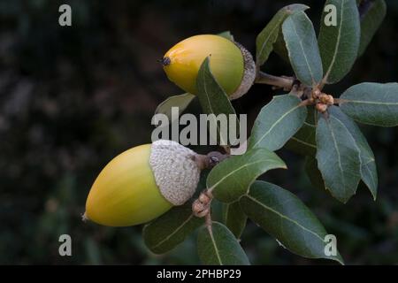 holm-Eiche, immergrüne Eiche (Quercus ilex), Eicheln auf einem Ast, Ghiande. Leccio (Quercus ilex) Stockfoto