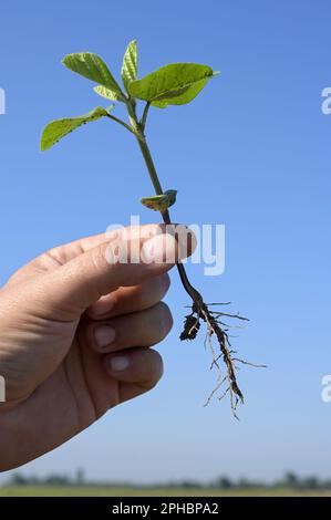 SERBIEN, Region Vojvodina, Novi Sad, agrarforschungsinstitut NS Seme, Sojabohnenzucht, junge Sojapflanze mit Wurzel / SERBIEN, Region Vojvodina, Novisad, Agrarforschungsinstitut NS Seme, Soja Anbau, junge Soja Pflanze mit Wurzel, sie binan ihrem Wurzelwerk den Stickstoff aus der Luft, wodurch eine kostenintensive und umweltbelastende Zufuhr von Stickstoffdünger entfällt Stockfoto