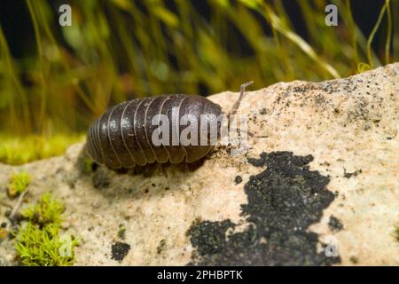 Pille Woodlouse Onisco (Armadillidium vulgare). Porto Conte, SS, Sardegna, Italien, Stockfoto