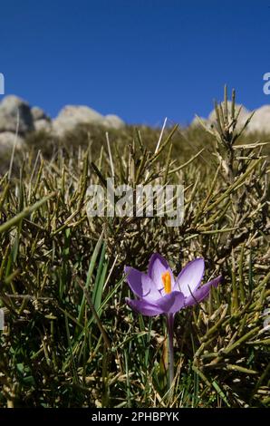 Kleiner Safran, Crocus minimus. Kleine krautige, bulbuse, mehrjährige Pflanze, die auf Sardinien und Korsika endemisch ist. Berg Limbara. Tempel. Sardinien. Italien. Stockfoto