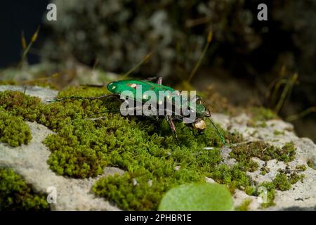Grüner Tigerkäfer (Cicindela campestris), auf einem Stein Beitragender: blickwinkel / Alamy Stock Photo Coleottero. Cicindela campestris. Sardegna. Italia Stockfoto