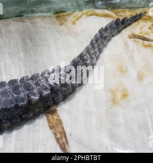 Ein Detail des Zwergkrokodilschwanzes, der im biopark ruht Stockfoto