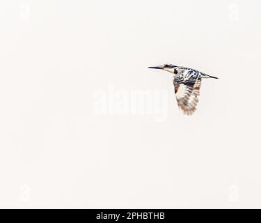 Ein Rattenfänger Kingfisher im Flug über einen See Stockfoto