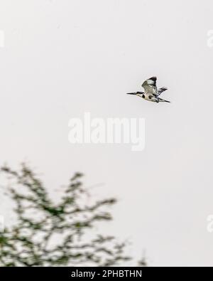 Ein Rattenkönig Kingfisher im Flug mit Flügeln in V-Form Stockfoto