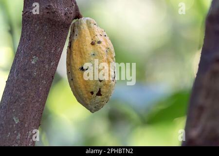 Kakao, Theobroma Kakao, Früchte der Pflanze, am Baum befestigt, Honduras Stockfoto