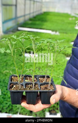 Die Hand eines männlichen Landwirts hält ein Tablett mit Tomatenkeimlingen, die in einem Gewächshaus aus biologischem Gemüse wachsen - Italien Stockfoto